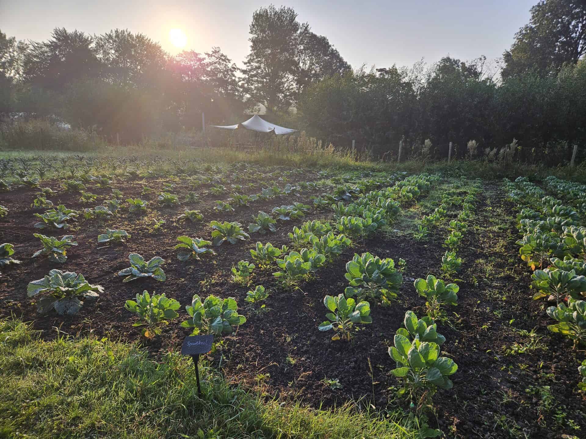 20250702 - Woensdag werken op de tuin – 2 juli