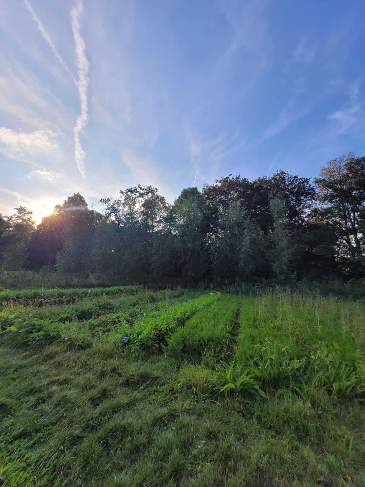 20250122 - Woensdag werken op de tuin- 22 januari